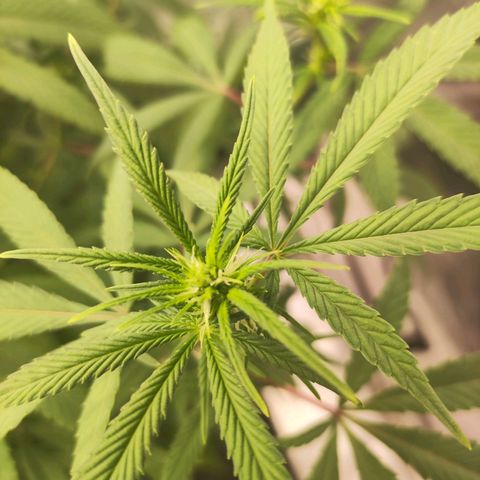 Exodus growlog photo: Added circulation fan yesterday 