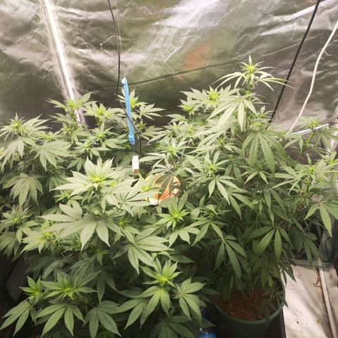 Exodus growlog photo: Added circulation fan yesterday 