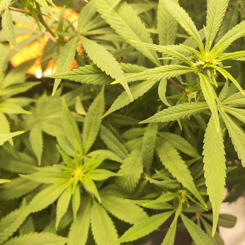 Exodus growlog photo: Added circulation fan yesterday 