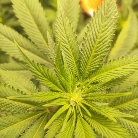 Exodus growlog photo: Added circulation fan yesterday 
