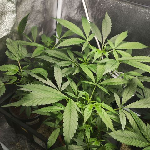 Jammin grow  growlog timeline photo