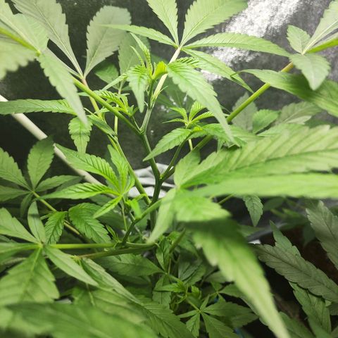 Jammin grow  growlog timeline photo