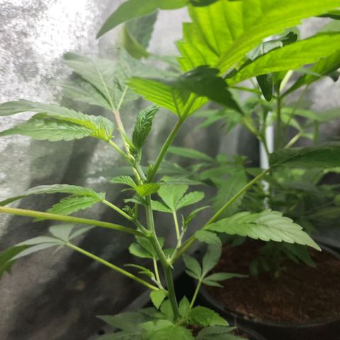 Jammin grow  growlog timeline photo