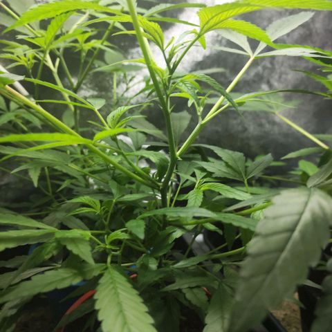Jammin grow  growlog timeline photo