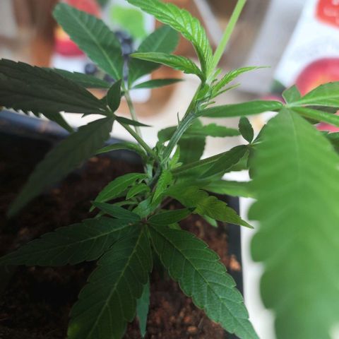 Espresso  growlog timeline photo