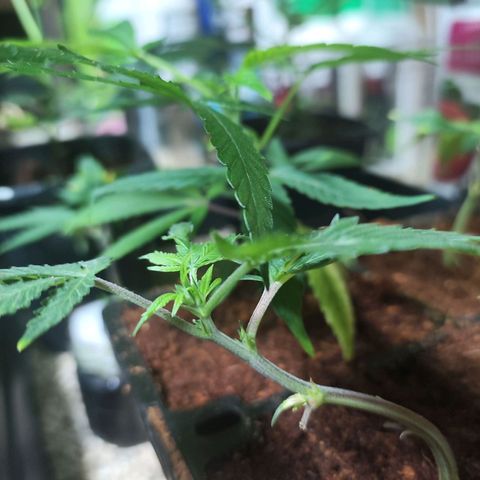 Espresso  growlog timeline photo