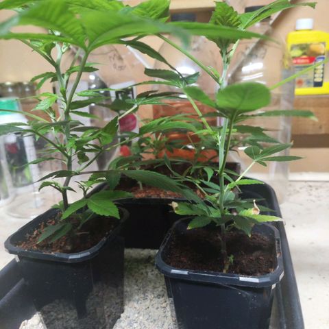 Espresso  growlog timeline photo