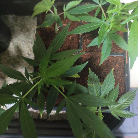 Espresso  growlog timeline photo