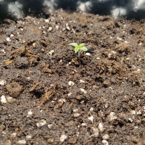 Gorilla cookies auto - seed stocker #2 growlog timeline photo