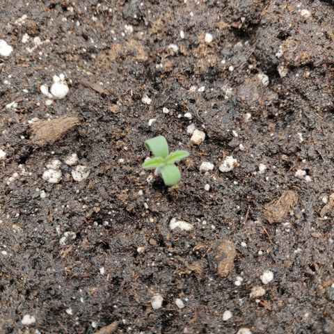 Gorilla cookies auto - seed stocker #2 growlog timeline photo