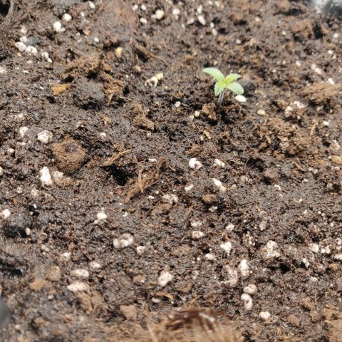 Gorilla cookies auto - seed stocker #2 growlog timeline photo