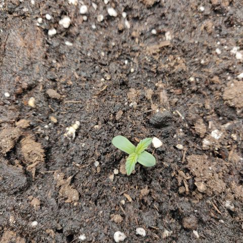 Gorilla cookies auto - seed stocker #2 growlog timeline photo