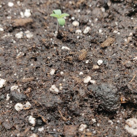 Gorilla cookies auto - seed stocker #2 growlog timeline photo