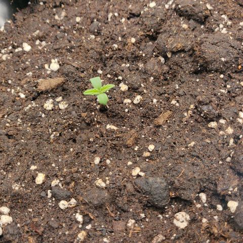 Gorilla cookies auto - seed stocker #2 growlog timeline photo
