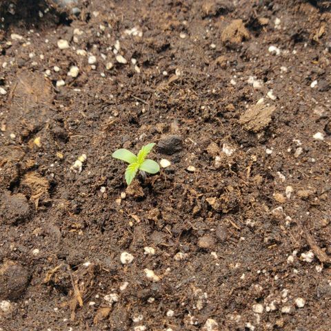 Gorilla cookies auto - seed stocker #2 growlog timeline photo