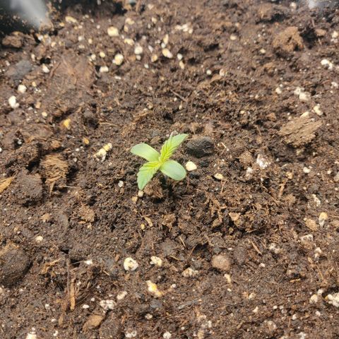 Gorilla cookies auto - seed stocker #1 growlog timeline photo