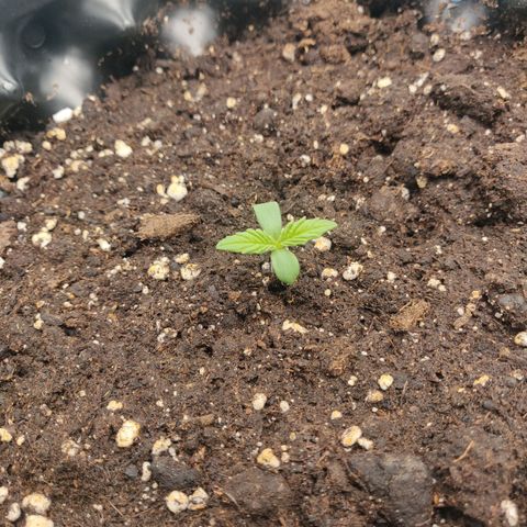 Gorilla cookies auto - seed stocker #2 growlog timeline photo