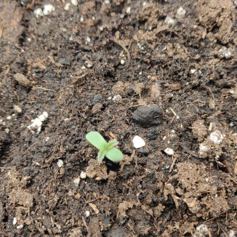 Gorilla cookies auto - seed stocker #1 growlog timeline photo