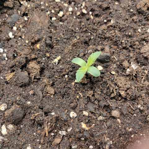 Gorilla cookies auto - seed stocker #1 growlog timeline photo