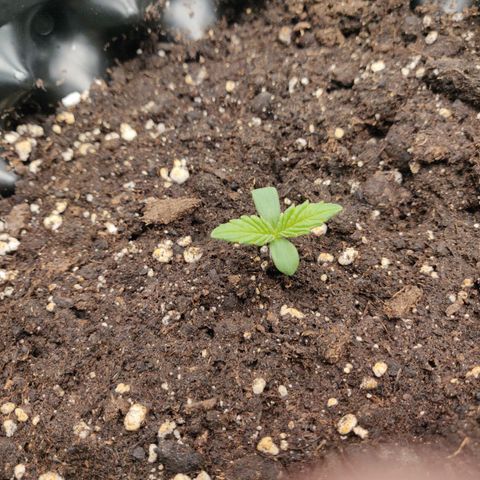 Gorilla cookies auto - seed stocker #2 growlog timeline photo
