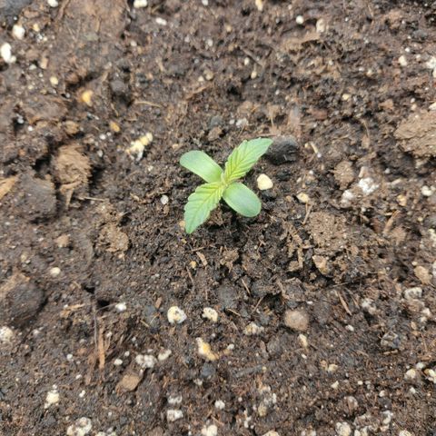 Gorilla cookies auto - seed stocker #1 growlog timeline photo