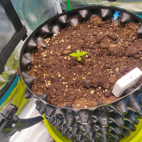 Gorilla cookies auto - seed stocker #2 growlog timeline photo