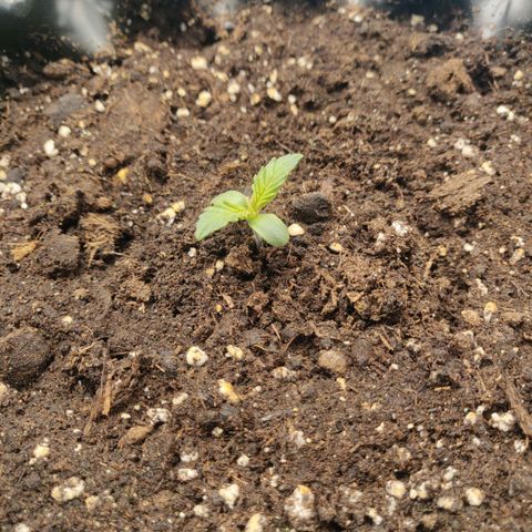 Gorilla cookies auto - seed stocker #1 growlog timeline photo