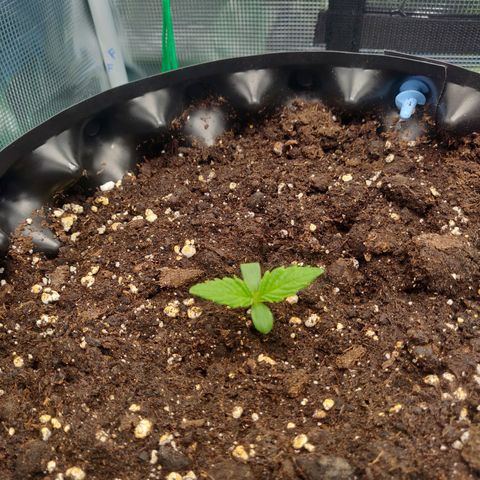 Gorilla cookies auto - seed stocker #2 growlog timeline photo