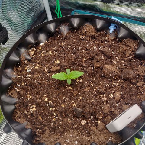 Gorilla cookies auto - seed stocker #2 growlog timeline photo