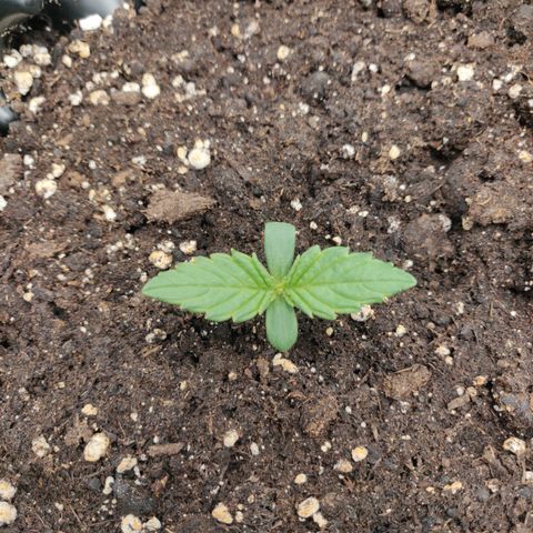 Gorilla cookies auto - seed stocker #2 growlog timeline photo