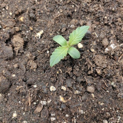 Gorilla cookies auto - seed stocker #1 growlog timeline photo