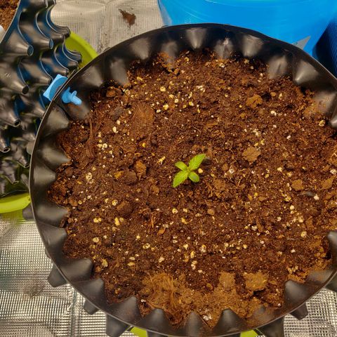 Gorilla cookies auto - seed stocker #1 growlog timeline photo