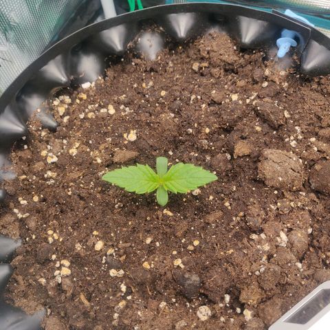 Gorilla cookies auto - seed stocker #2 growlog timeline photo