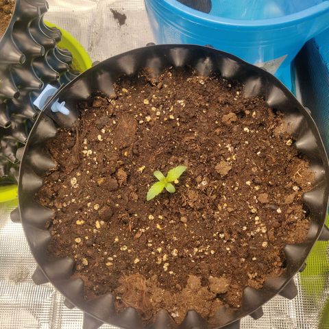 Gorilla cookies auto - seed stocker #1 growlog timeline photo