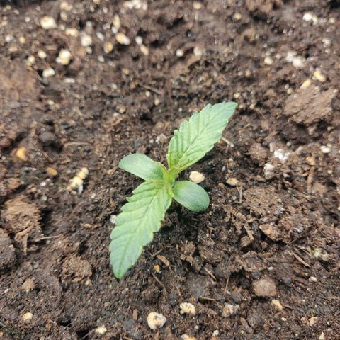 Gorilla cookies auto - seed stocker #1 growlog timeline photo