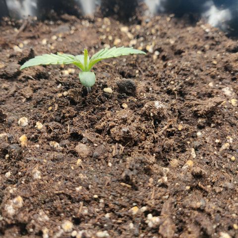 Gorilla cookies auto - seed stocker #1 growlog timeline photo