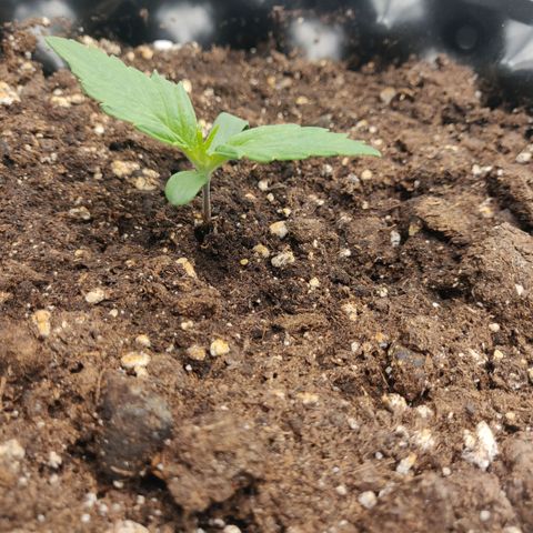 Gorilla cookies auto - seed stocker #2 growlog timeline photo