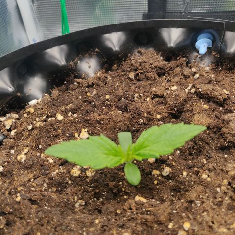 Gorilla cookies auto - seed stocker #2 growlog timeline photo