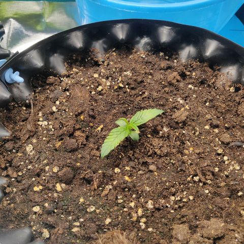 Gorilla cookies auto - seed stocker #1 growlog timeline photo