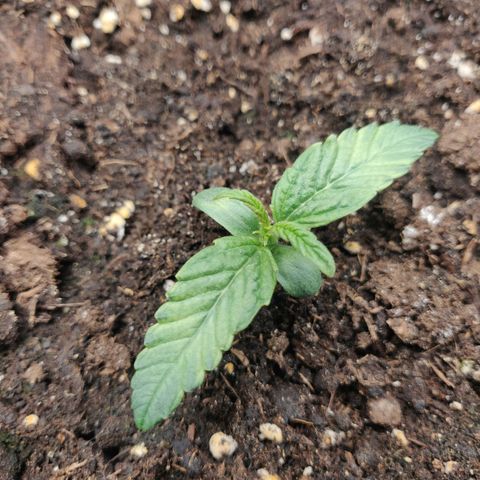 Gorilla cookies auto - seed stocker #1 growlog timeline photo
