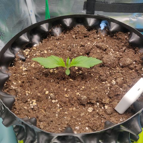 Gorilla cookies auto - seed stocker #2 growlog timeline photo