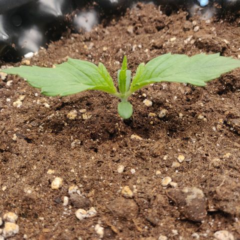 Gorilla cookies auto - seed stocker #2 growlog timeline photo