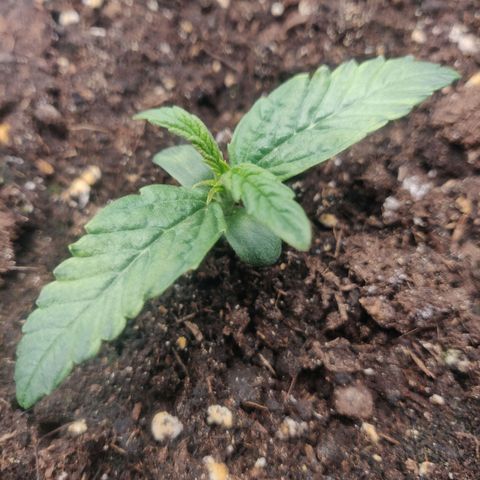 Gorilla cookies auto - seed stocker #1 growlog timeline photo