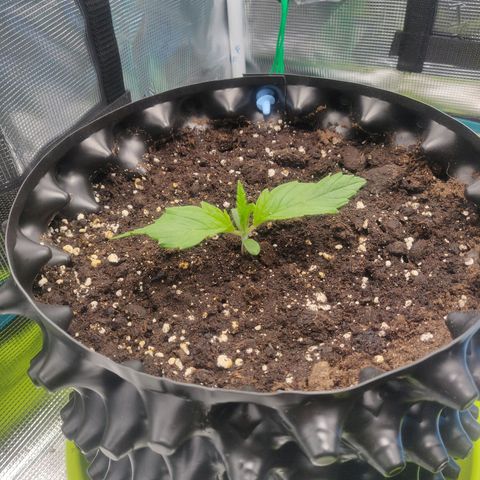 Gorilla cookies auto - seed stocker #2 growlog timeline photo