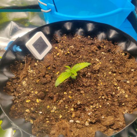 Gorilla cookies auto - seed stocker #1 growlog timeline photo