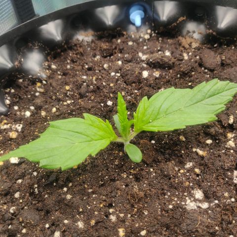 Gorilla cookies auto - seed stocker #2 growlog timeline photo