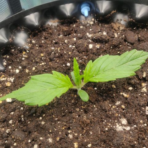 Gorilla cookies auto - seed stocker #2 growlog timeline photo