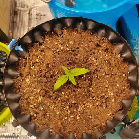 Gorilla cookies auto - seed stocker #1 growlog timeline photo
