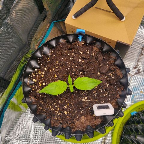 Gorilla cookies auto - seed stocker #2 growlog timeline photo