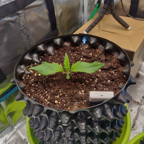 Gorilla cookies auto - seed stocker #2 growlog timeline photo